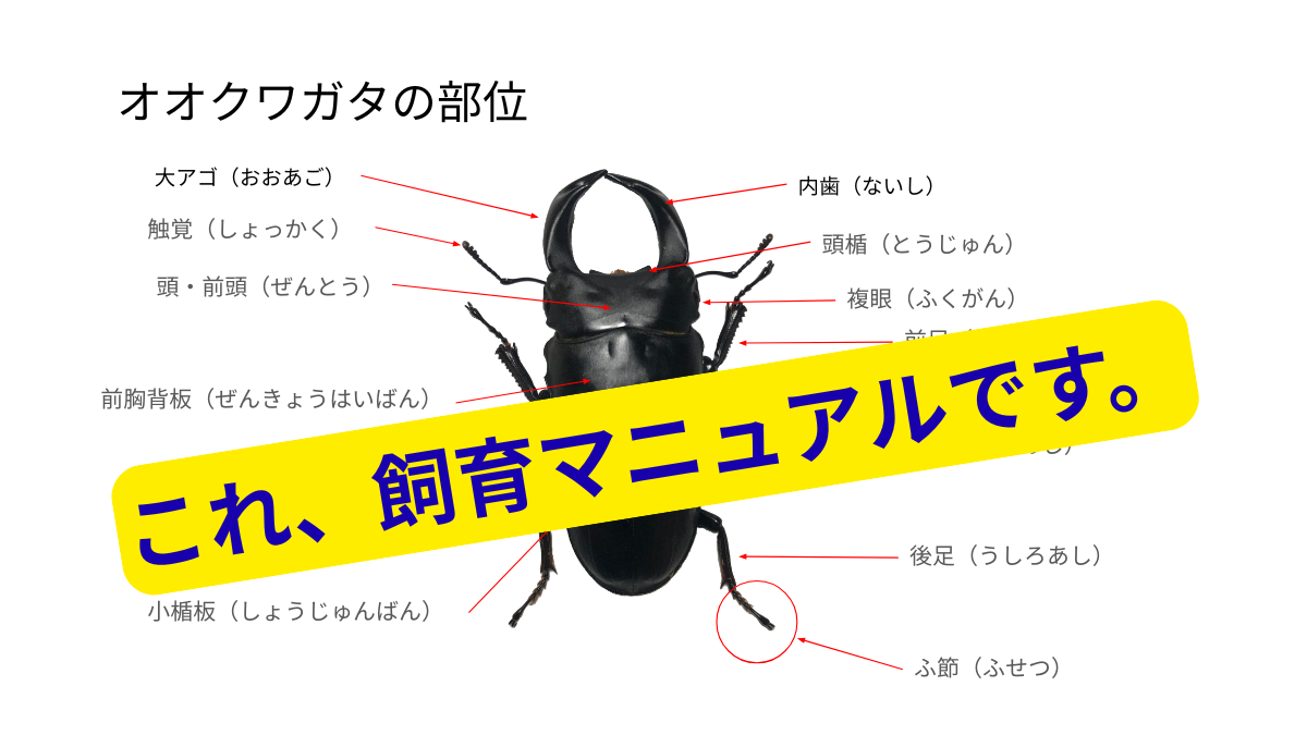 アイキャッチ画像　オオクワガタの部位